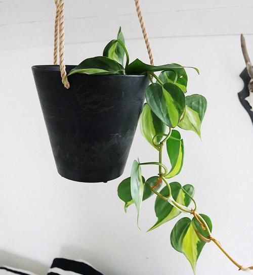 花卉|过期的3种“药片”千万别扔,养花都是“宝”,邻居后悔知道晚