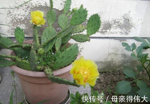 6种“懒人花”,看着很普通,养着很“实惠”,养得越久越觉得好