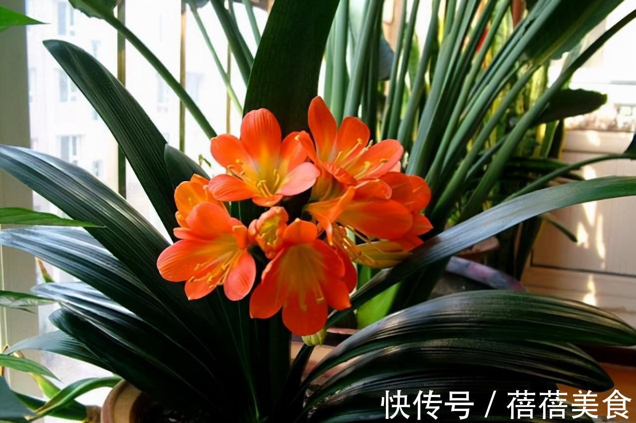 19种常见花“耐寒能力”一览表,天冷要不要“入室”,看看就知道