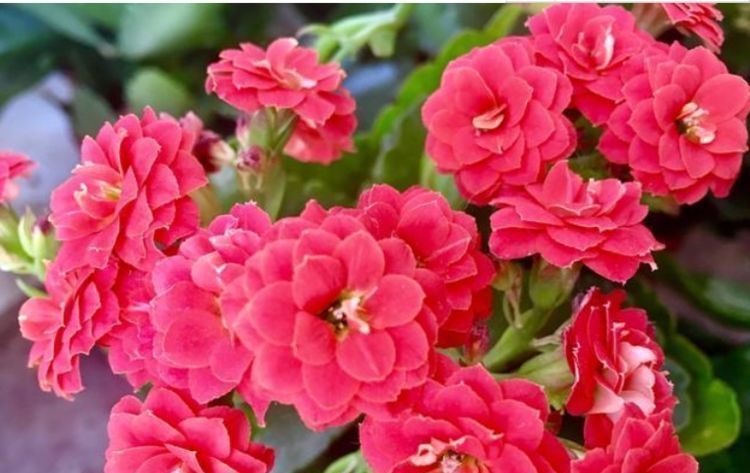 漂亮|邻居逛花市,只买这“3种花”,开花漂亮又好养,越养越上瘾