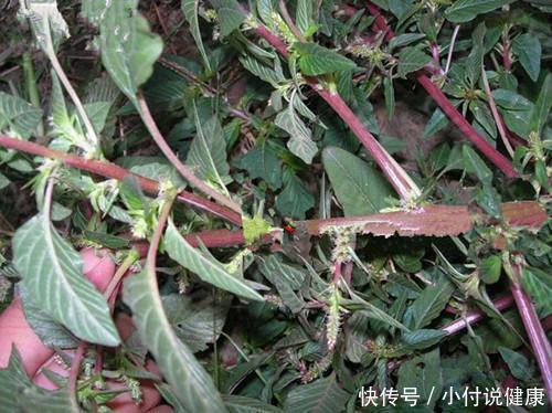 营养|2种常见的野草，嫩叶是菜，根是汤，好吃又营养，药食两用效果好