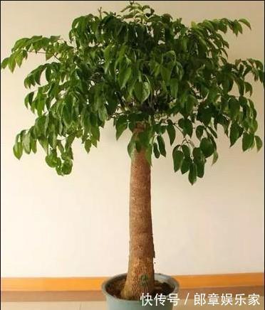 4种“吉利花”,养在客厅最合适,漂亮大气,吉利又顺当