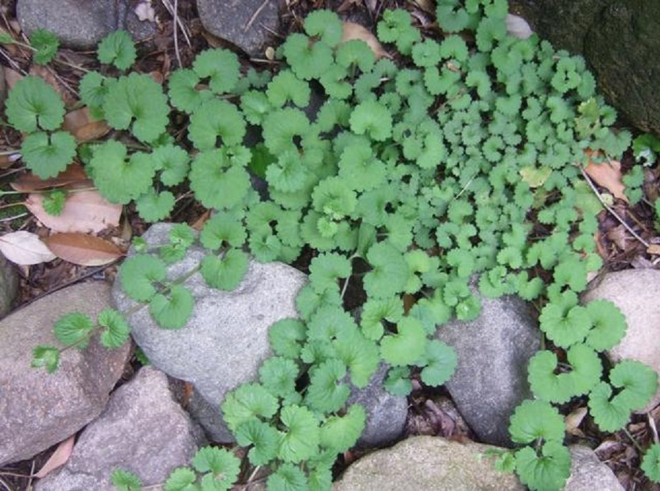 蒲扇|墙角里的“小蒲扇”,虽不起眼是“活血丹”,对冻疮湿疹有疗效
