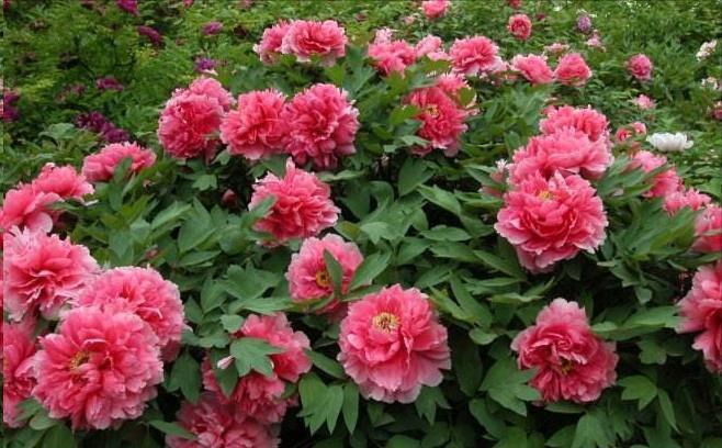 大花|花朵碗口大,喜欢看大花的别错过