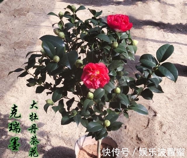 放弃月季吧，此花浇水就能活，赛过牡丹，抗旱又扛冻