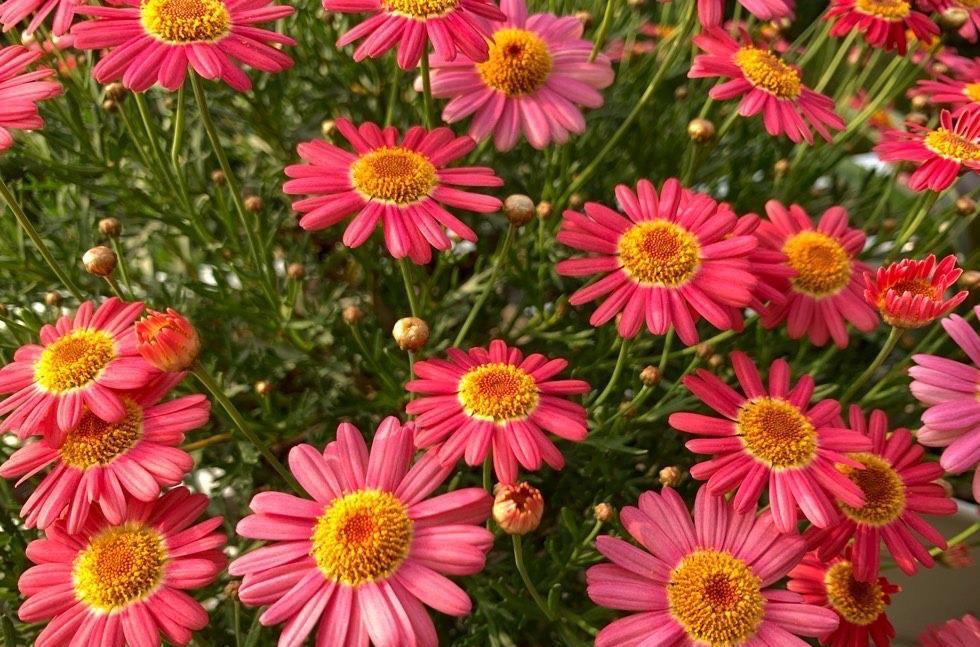 窗台|好养的3种开花机器,小阳台小露台小花园都可以养,越开花越多