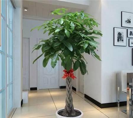 适宜客厅养的3种耐旱花,30天浇一次,茎壮花爆盆,叶子巴掌大