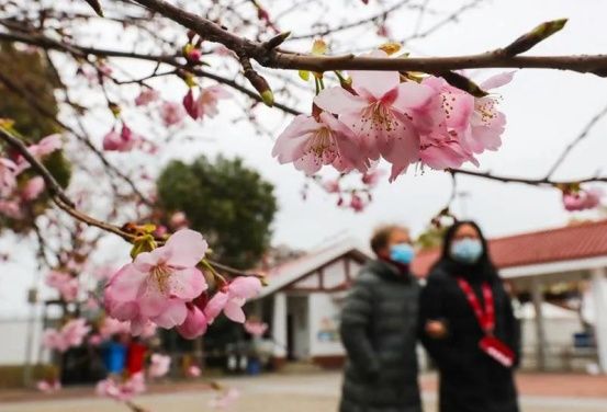 阳光和煦，宝山这里花开得正好，朋友圈刷屏预定