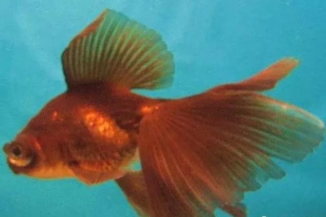 品种介绍之龙睛 观赏鱼世界 金鱼 快资讯