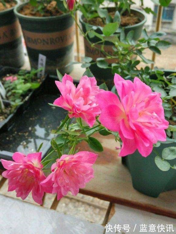 这花咋长的月季的身体却开出朵朵莲花,香气袭人太带劲!