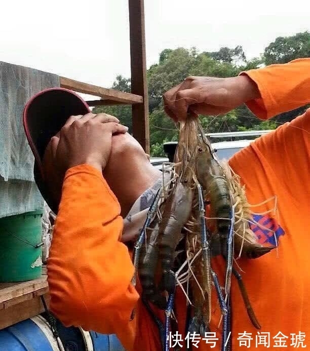 钓到|湄公河虾泛滥成灾，个头大的和小臂一样，游客随便钓都可以钓到