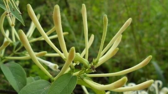 羊角蜜甜瓜|女人想皮肤好，不妨多吃此食物，滋养子宫，保护肠胃，肌肤更细嫩