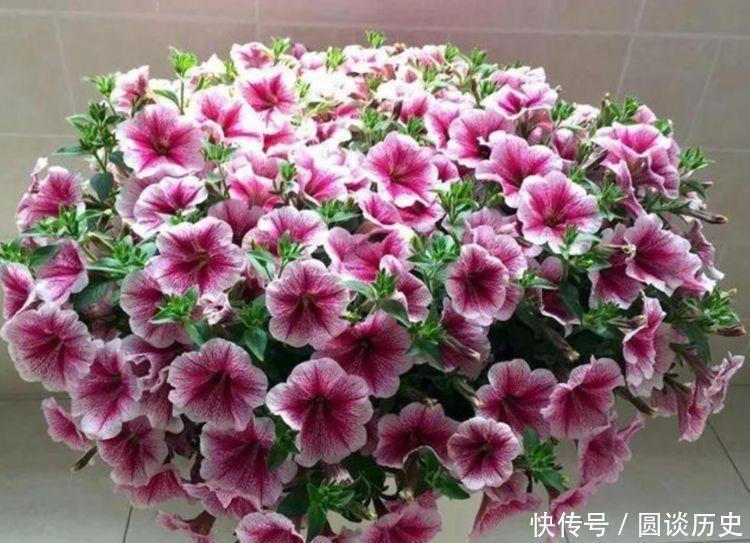 两不误|最适合新手养的4种花,沾土就能活,赏花变美两不误