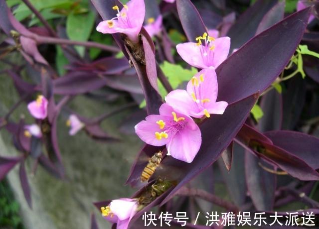 吊竹梅|3种吊兰别这么养,不然疯长爆芽,控制不住!