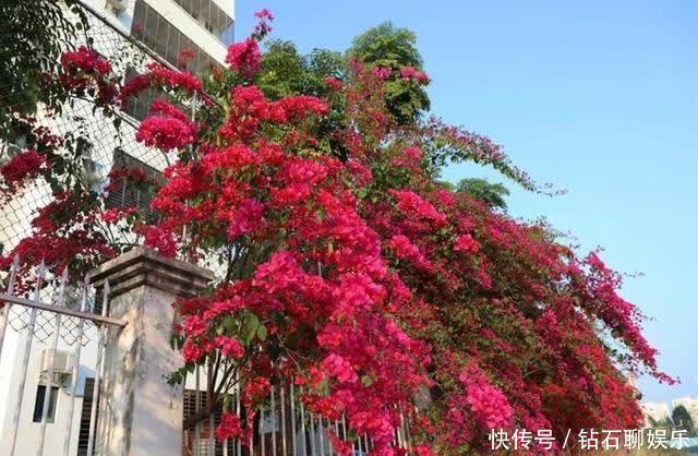 三月|花样荷城,美不胜收!