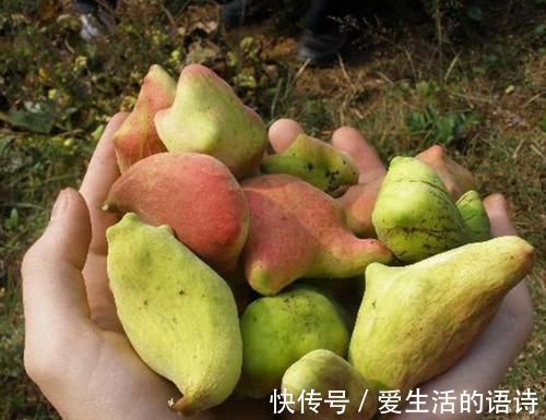 人称“五倍子”,“虫子”越多越值钱,以前是害草,如今成了宝