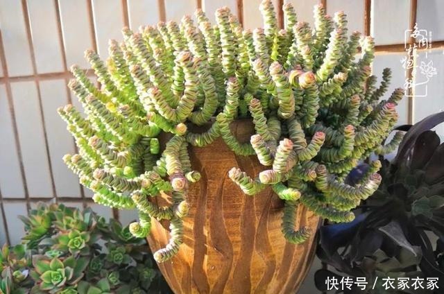 如何让多肉变美看看我是如何宠它们的!如何让多肉变美看看我是如何宠它们的!
