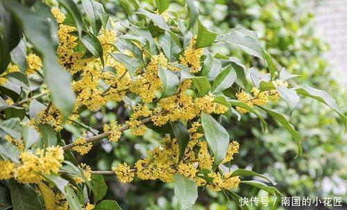 十大|中国十大名花之一,四季常青,花香远溢,是盆栽佳品、盆景良才