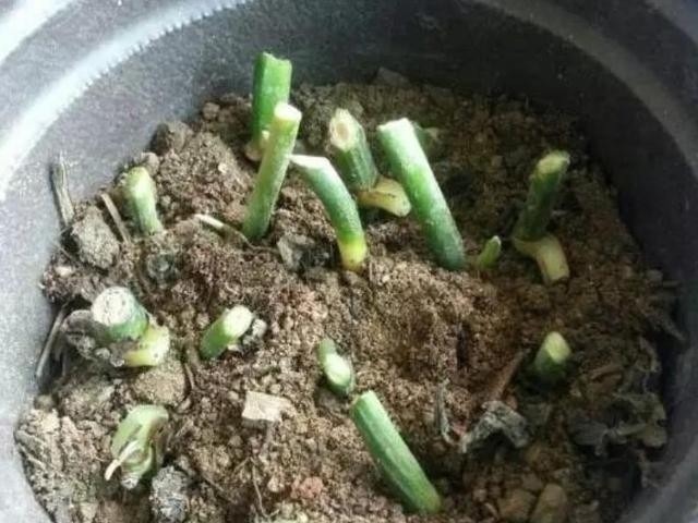 爱花人别闲着,4种花冬季也可以扦插,养满一阳台!