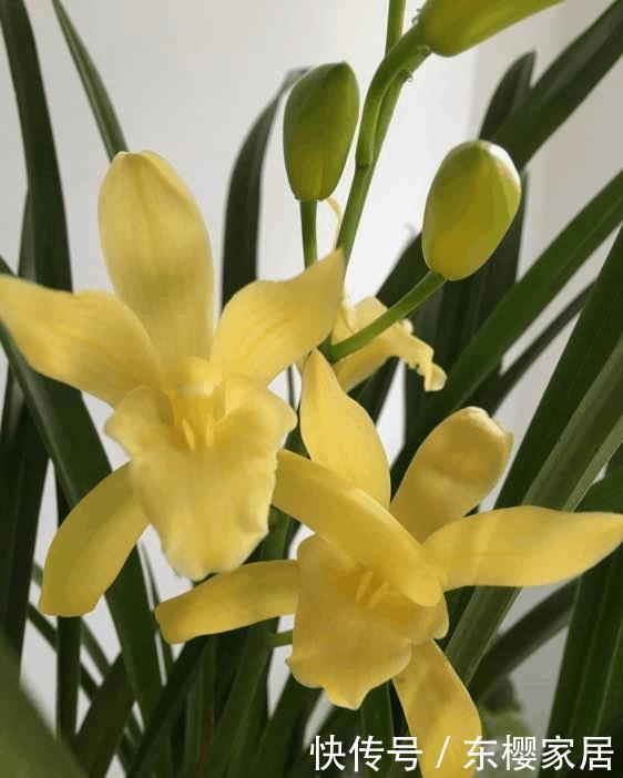 兰花浇水讲究大,浇好了爆盆,浇不好烂根