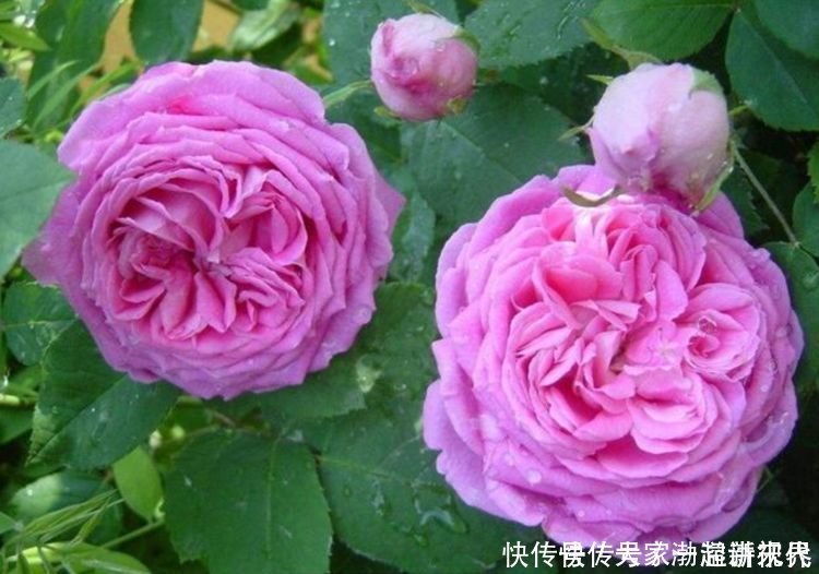 龙沙|4种花现在养刚刚好，比玫瑰漂亮100倍，花大多又艳