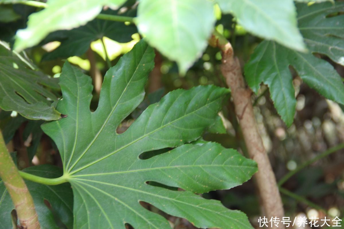 八角|家里养盆“八角金盘”,净化空气效果好,满屋子生机盎然