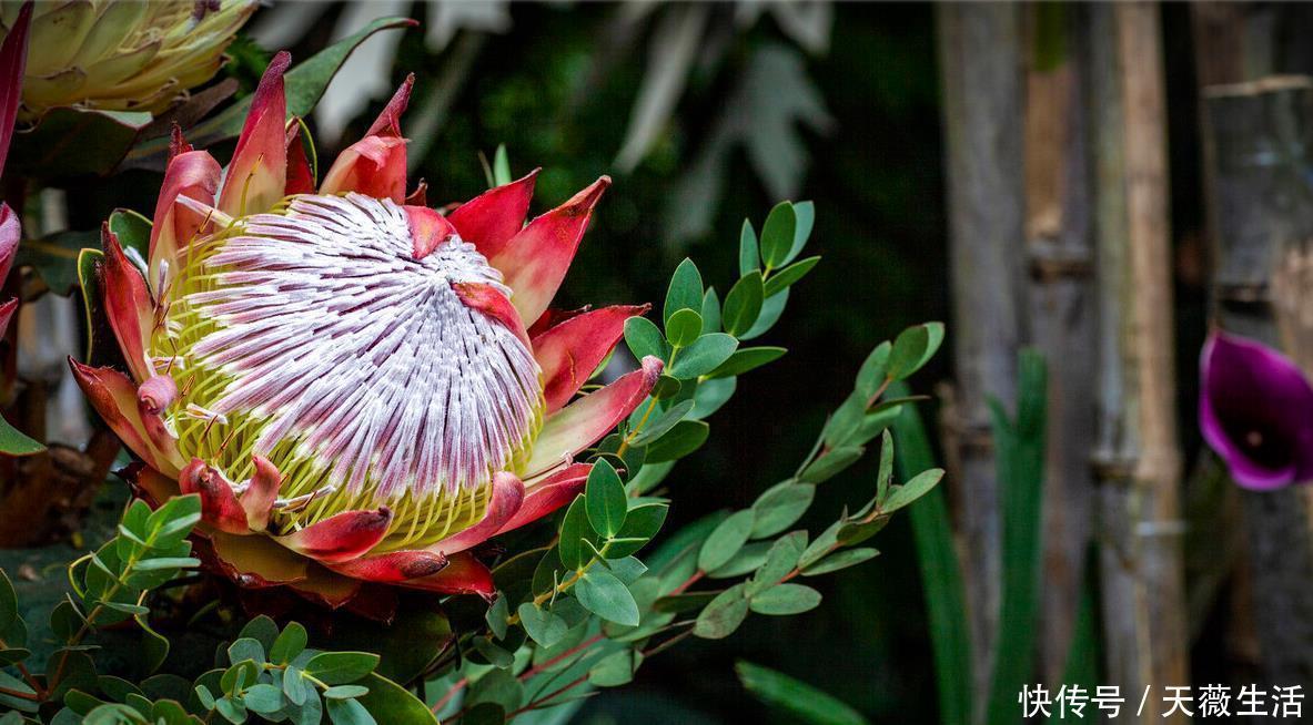 花期|等我有钱了,就养这些花,高端大气,花期长