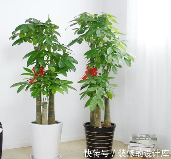 红掌|人养花花也养人,4种漂亮花,养在家里上档次,带来好兆头
