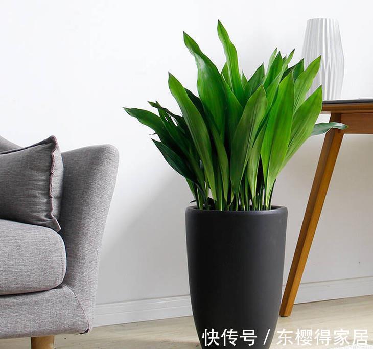 耐旱|养花试试这几款,耐旱又耐阴,即使不开花也是很好看的