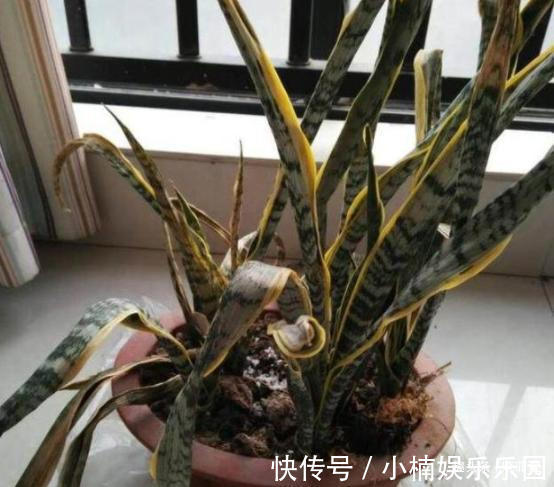 容易被水浇死的“14种花”，手太勤反而养不活