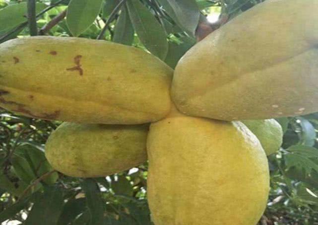 肝理气|女性不想变成黄脸婆,不妨多吃此食物,清除体内自由基,延缓衰老