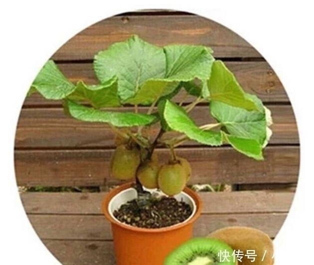 果实|公认“养不死”的7种水果盆栽,粘土就活,新鲜果实一年吃不停