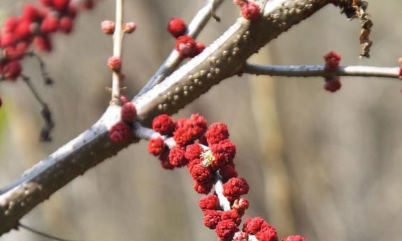 植物|有人因吃“桑葚”而死,医生:可以采摘野菜,但不要碰六种植物!