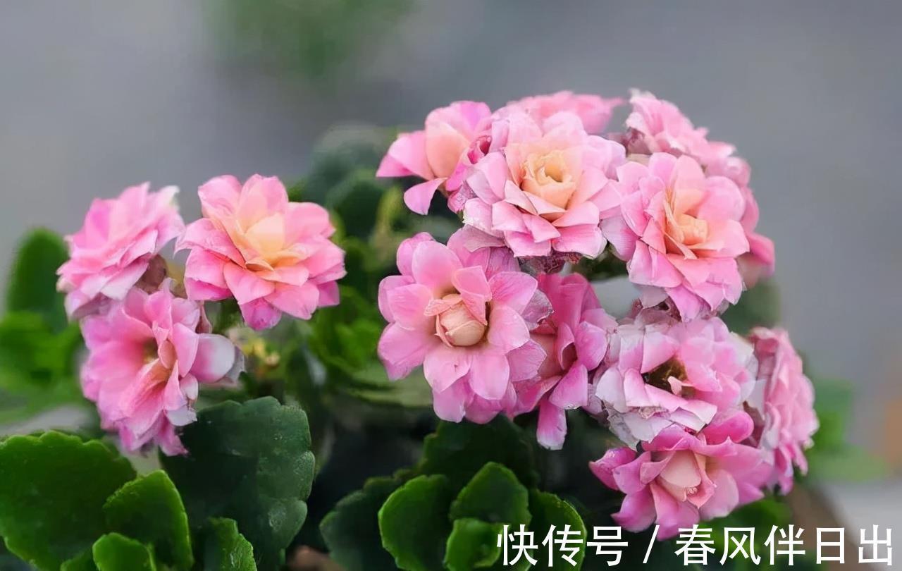 花友|长寿花立秋后养护有讲究,浇水施肥都不能急,把握好时机才能爆盆