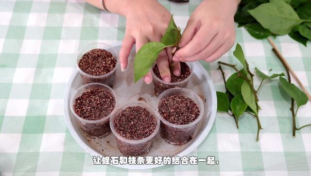 三角梅扦插有技巧,学会几点,一盆变多盆很简单