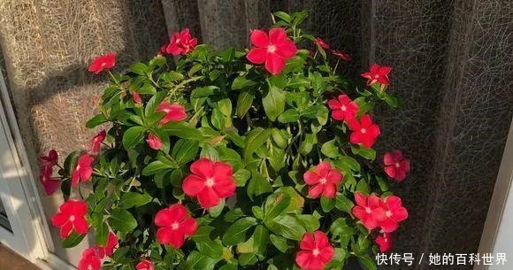 号称开花机器，一开就是300天，插土里就能活，阳台变花海！