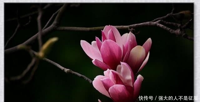 王维的一首《辛夷坞》,短短20个字,却表达出人生最深刻的哲思