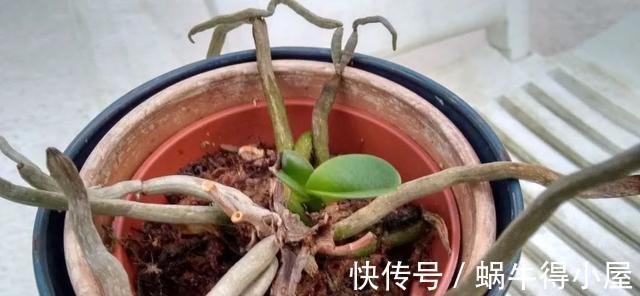 介质|家里的盆栽兰花叶子停止生长,很可能是根出了问题