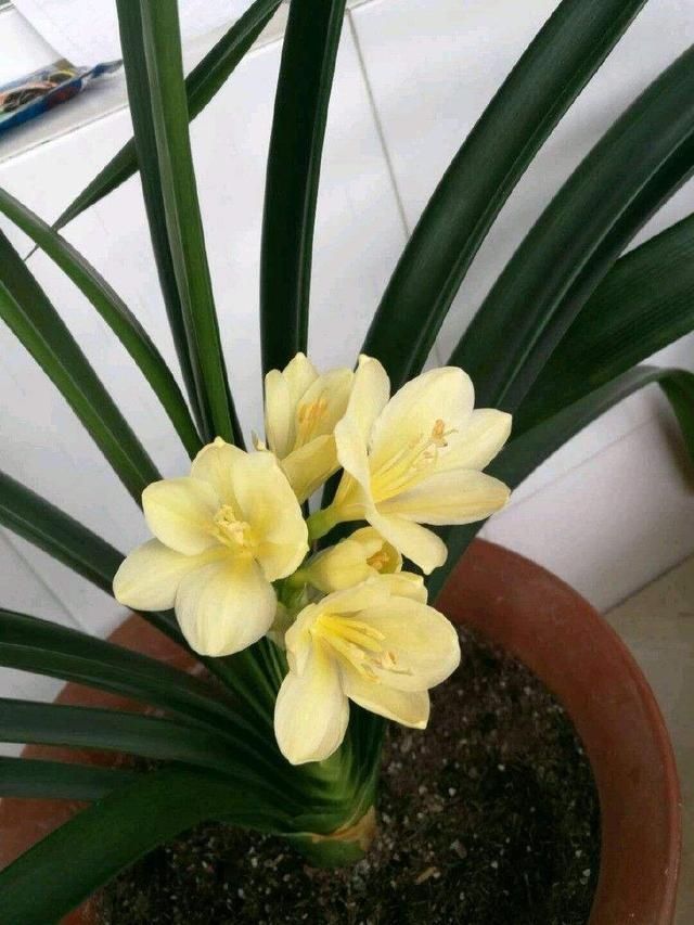 烂根|养君子兰浇水“别多手”,少做个动作,不烂叶、不烂根,花苞直冒