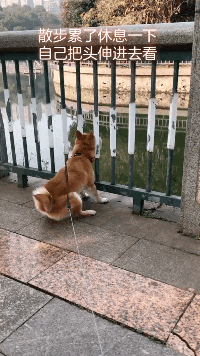 |搞笑GIF:本来想给女友一个惊喜 结果我在医院躺了三个月