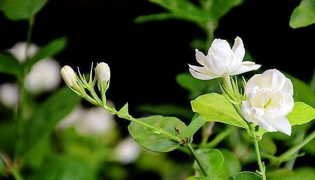 四季|养茉莉“小窍门”,秒变开花机器,四季开花不断,次次开花都爆盆