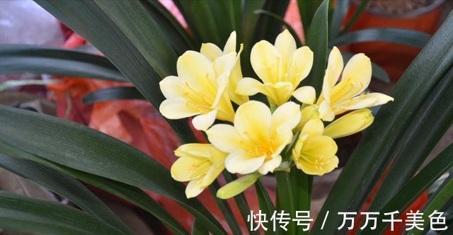 花卉|入秋后,这些花要早点进行翻盆换土的工作,才能叶绿根壮长势旺