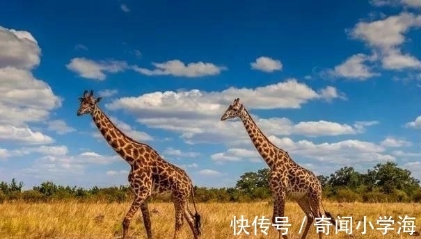 24个冷知识：生物老师看完直呼不可思议，但却真实存在的有趣知识。