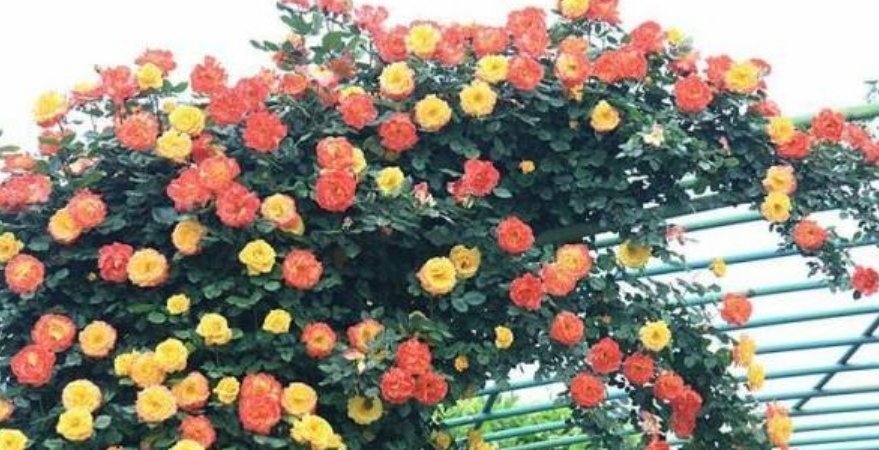 3种花被称为“大美女”,一年四季花开不停,开花量大