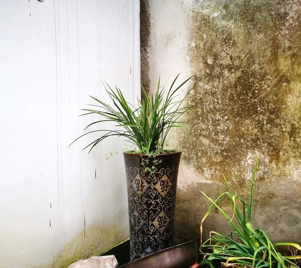 蕙兰|春兰、蕙兰这样种植，4年不翻盆，也从没发现烂根