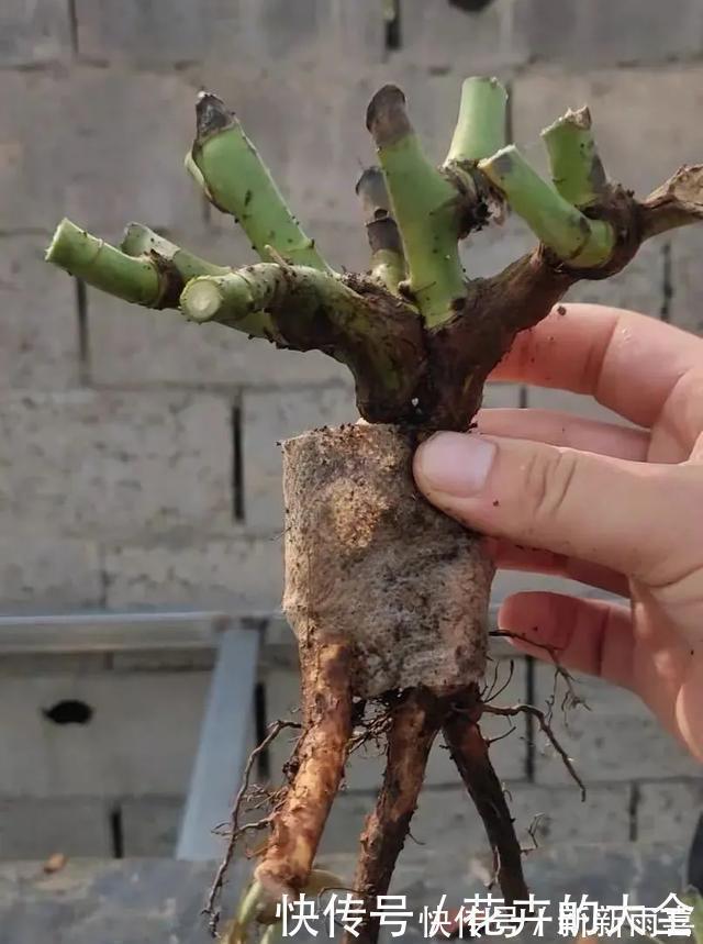 绣球|3种花养在小盆里,2年变老桩,茎干粗壮开花香,1次能开50朵