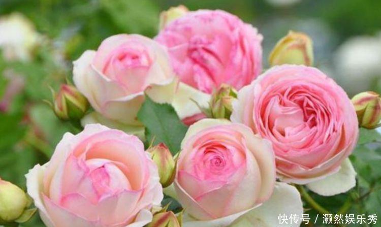 颜值|养花就养个花期长的,花大色艳,个个开花大、颜值高!