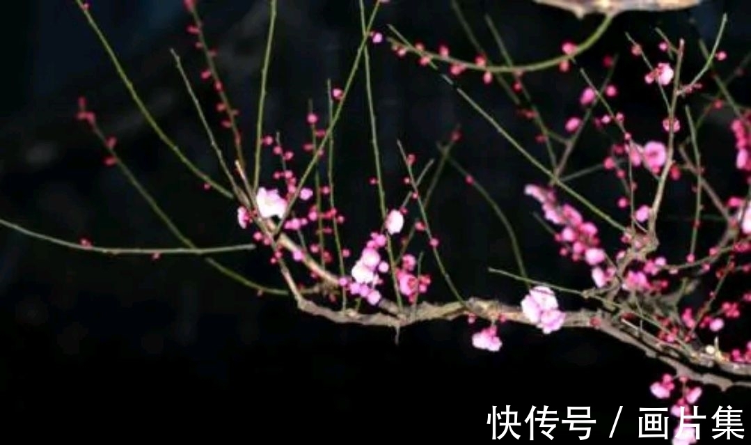 绝色#七言上联:邂逅一枝雪初霁,邀对下联,并上期优秀对联选登