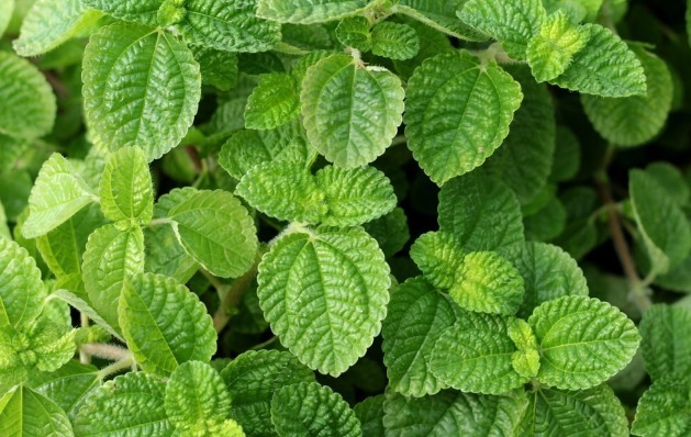 马齿苋|开春挖野菜,送你“野菜大图鉴”,教你轻松识别20种野菜