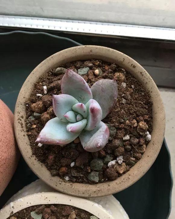 多肉修剪技巧,剪1根长1盆,再也不用在外面买了,划算